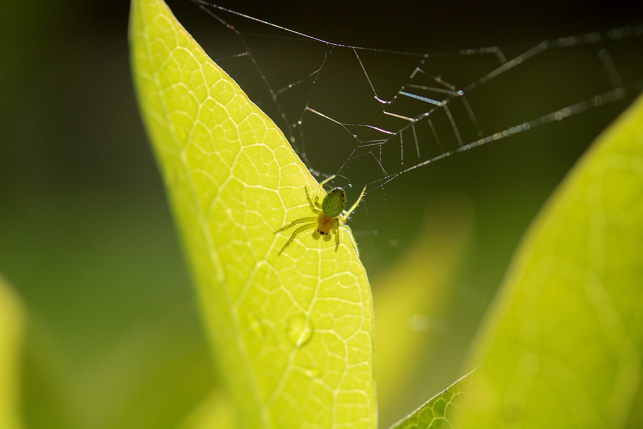 spider  web  sheet free photo