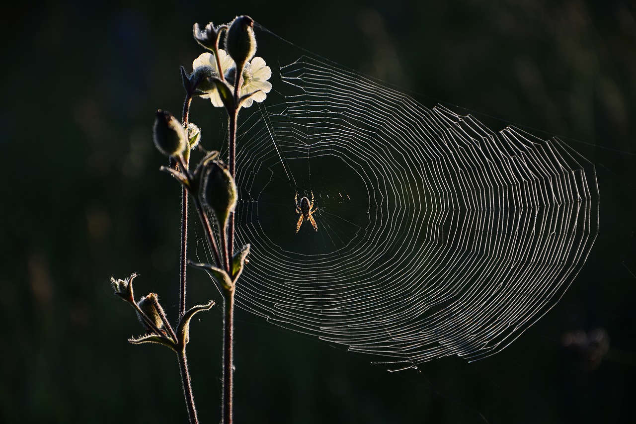 spider  web  nature free photo