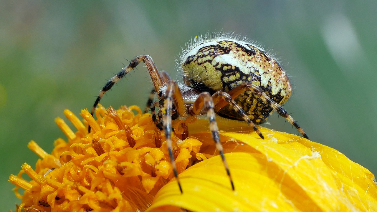 spider  insects  arachnid free photo