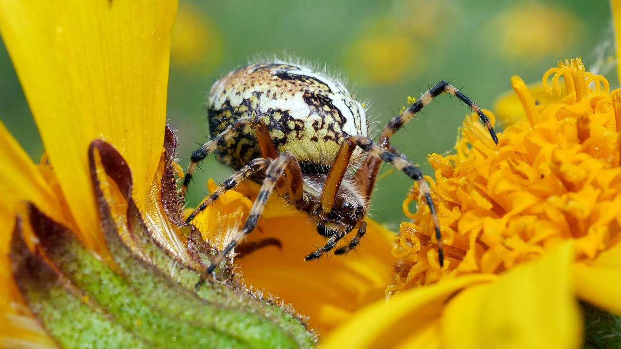 spider  insects  arachnid free photo