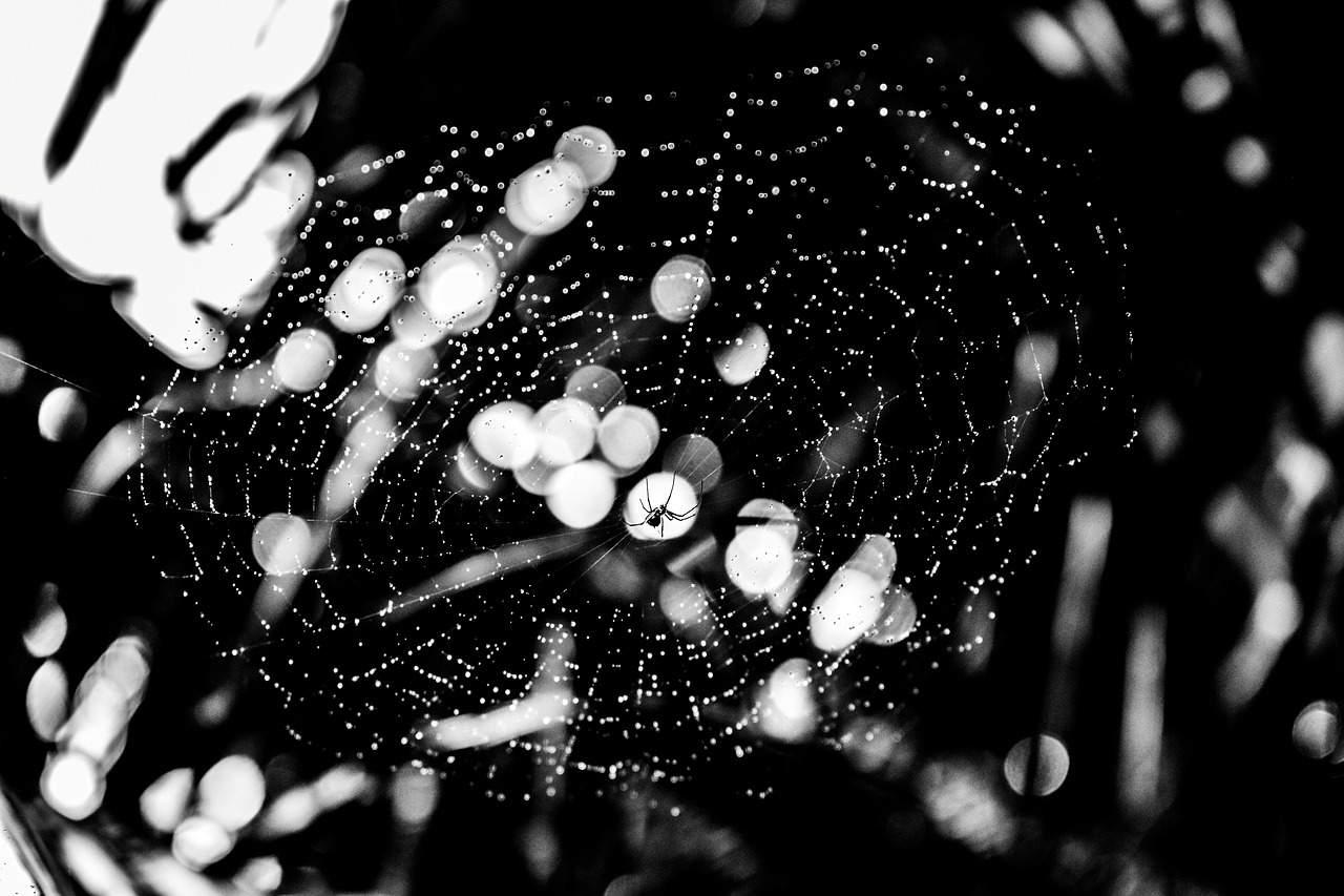 spider  rain  beautiful free photo