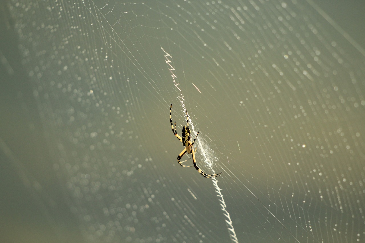 spider  web  nature free photo