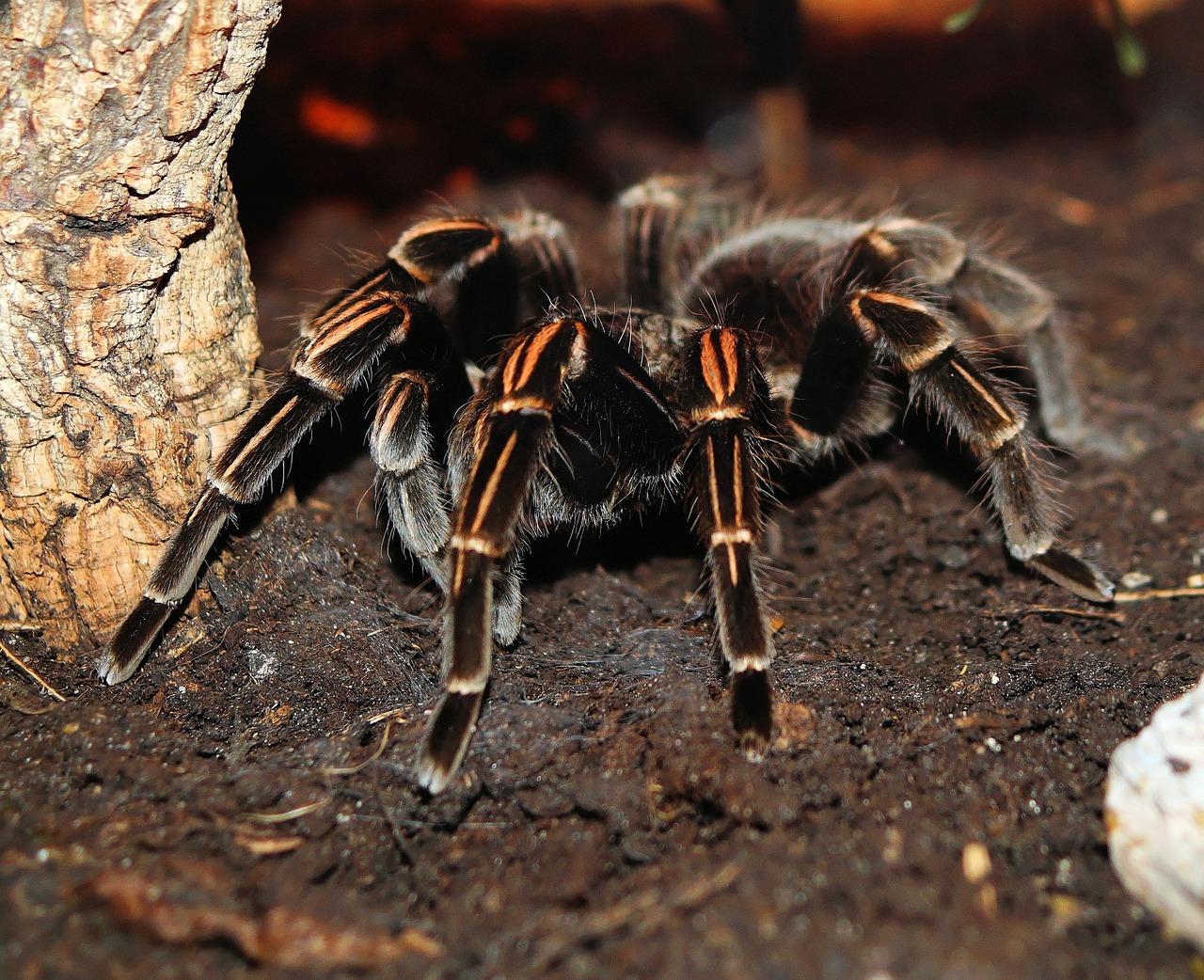 spider tarantula hairy free photo