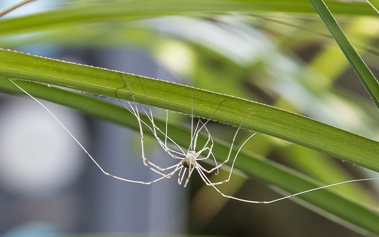 spider  insect  nature free photo