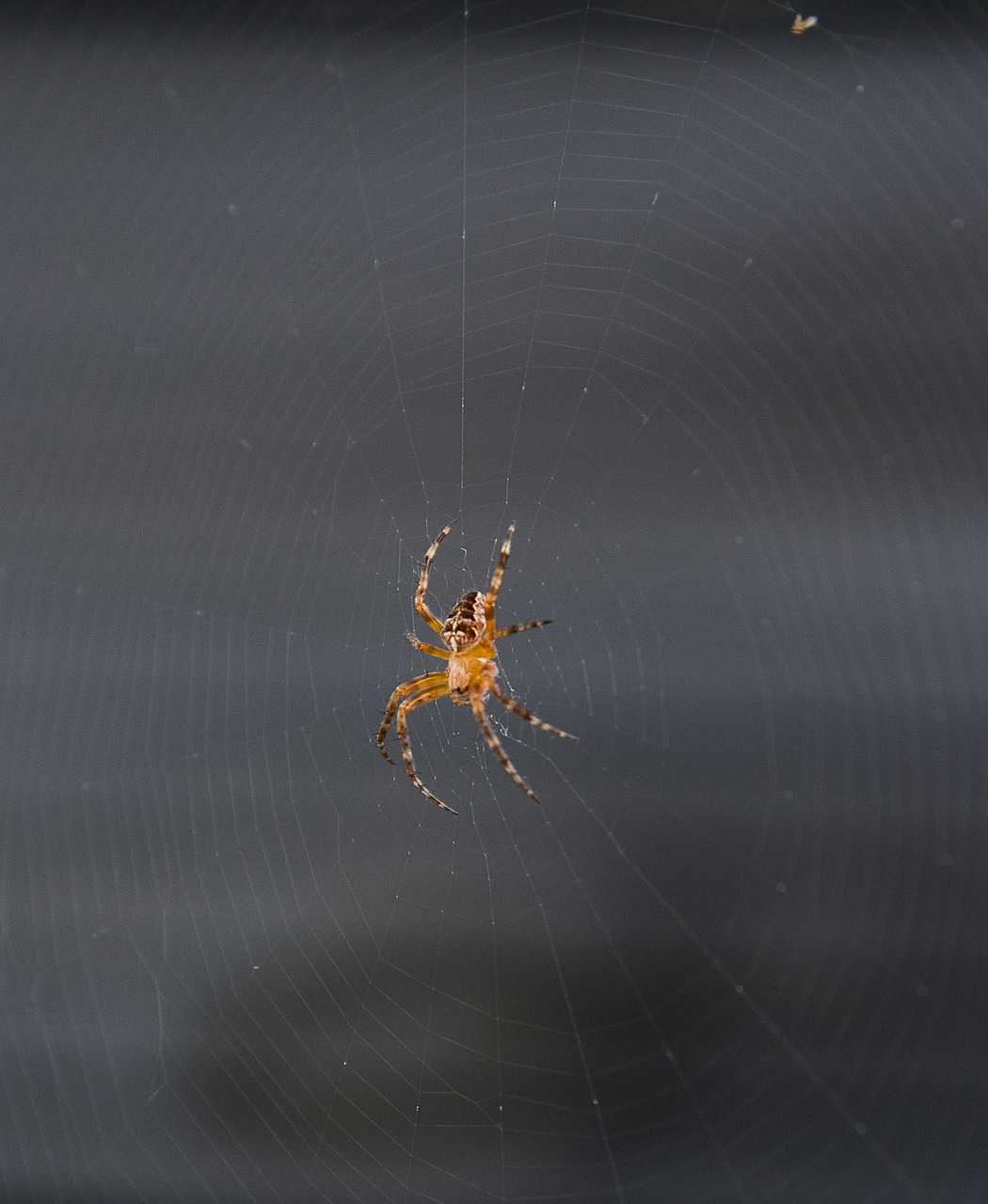 spider  insect  cobweb free photo