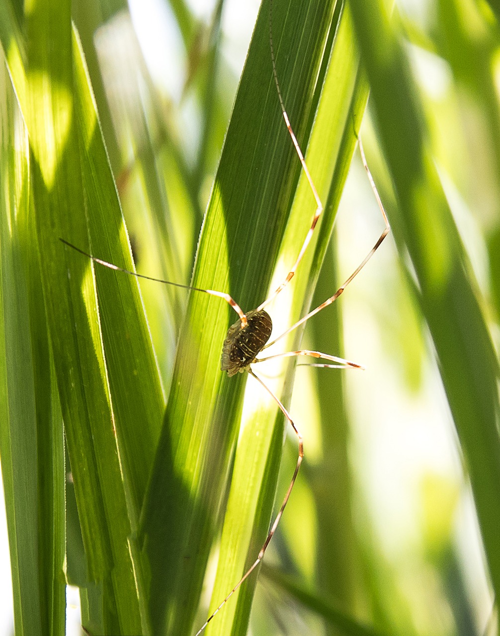 spider  animal  insect free photo