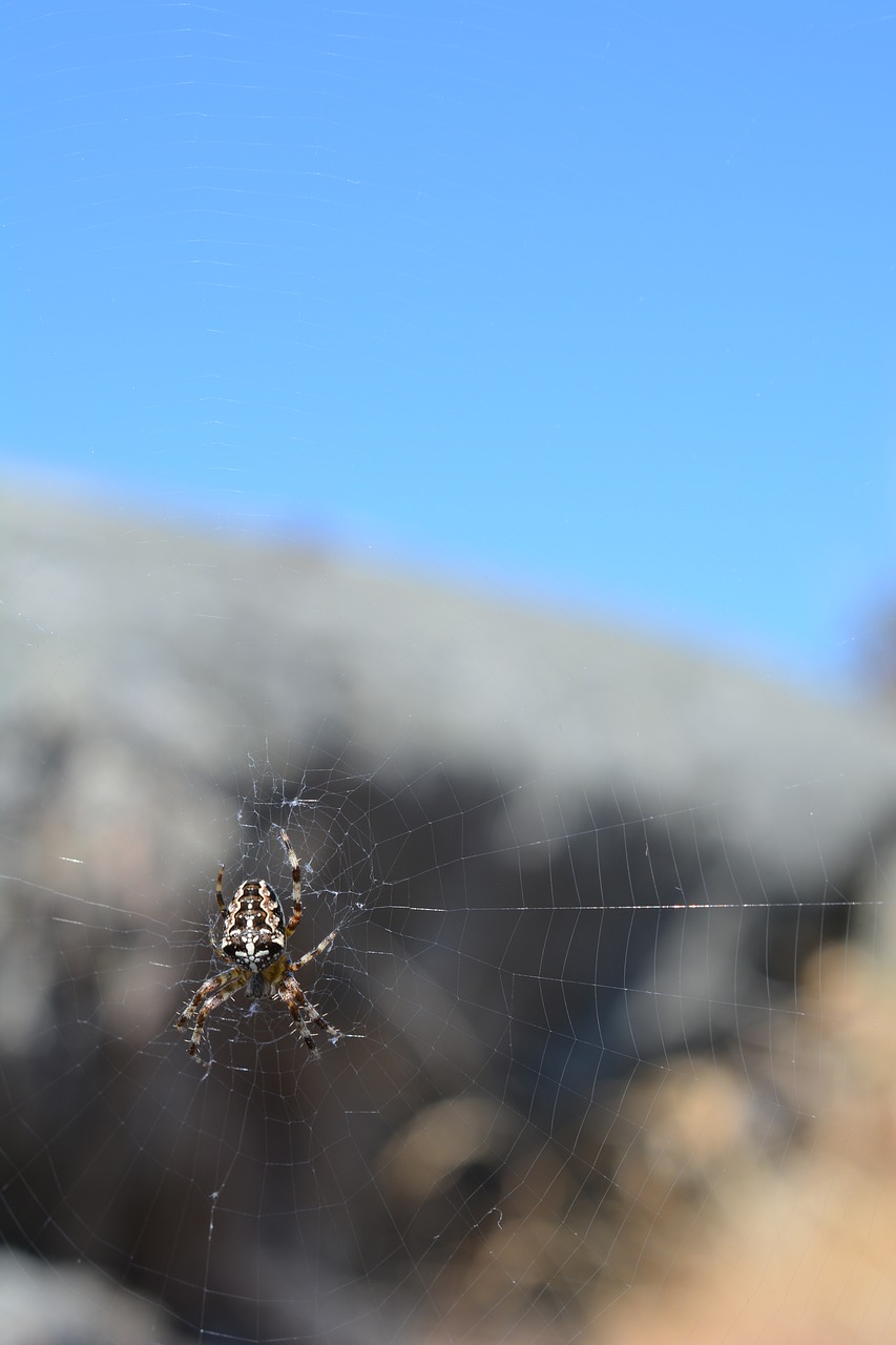 spider  spider web  insect free photo