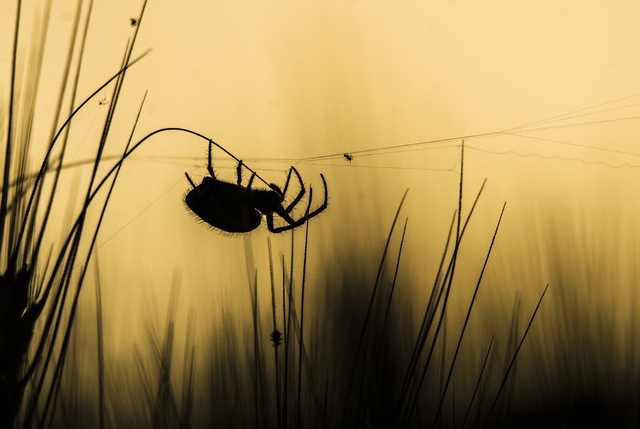 spider  nature  insects free photo