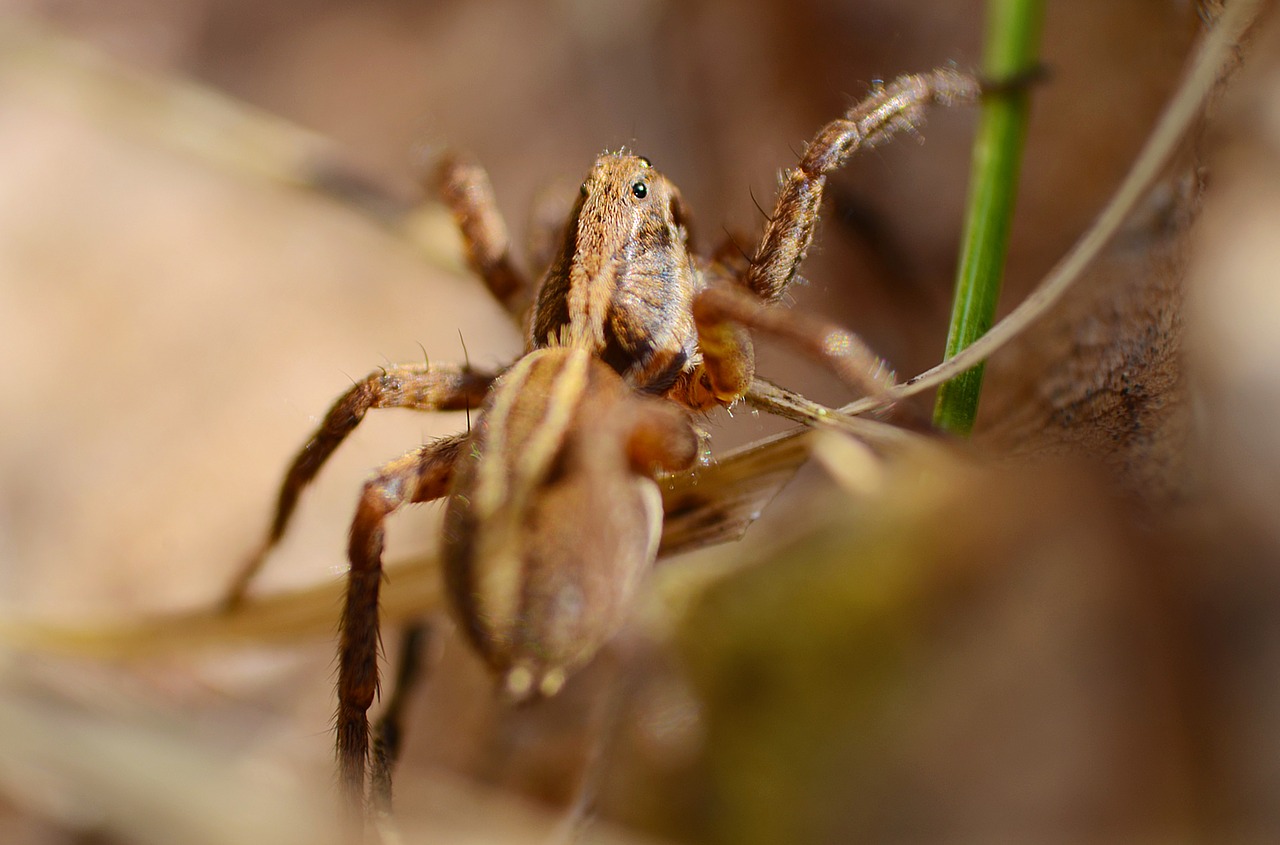 spider  brown  animal free photo