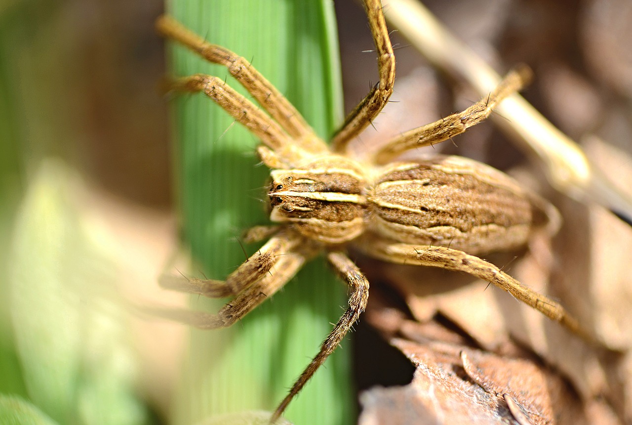 spider  brown  animal free photo