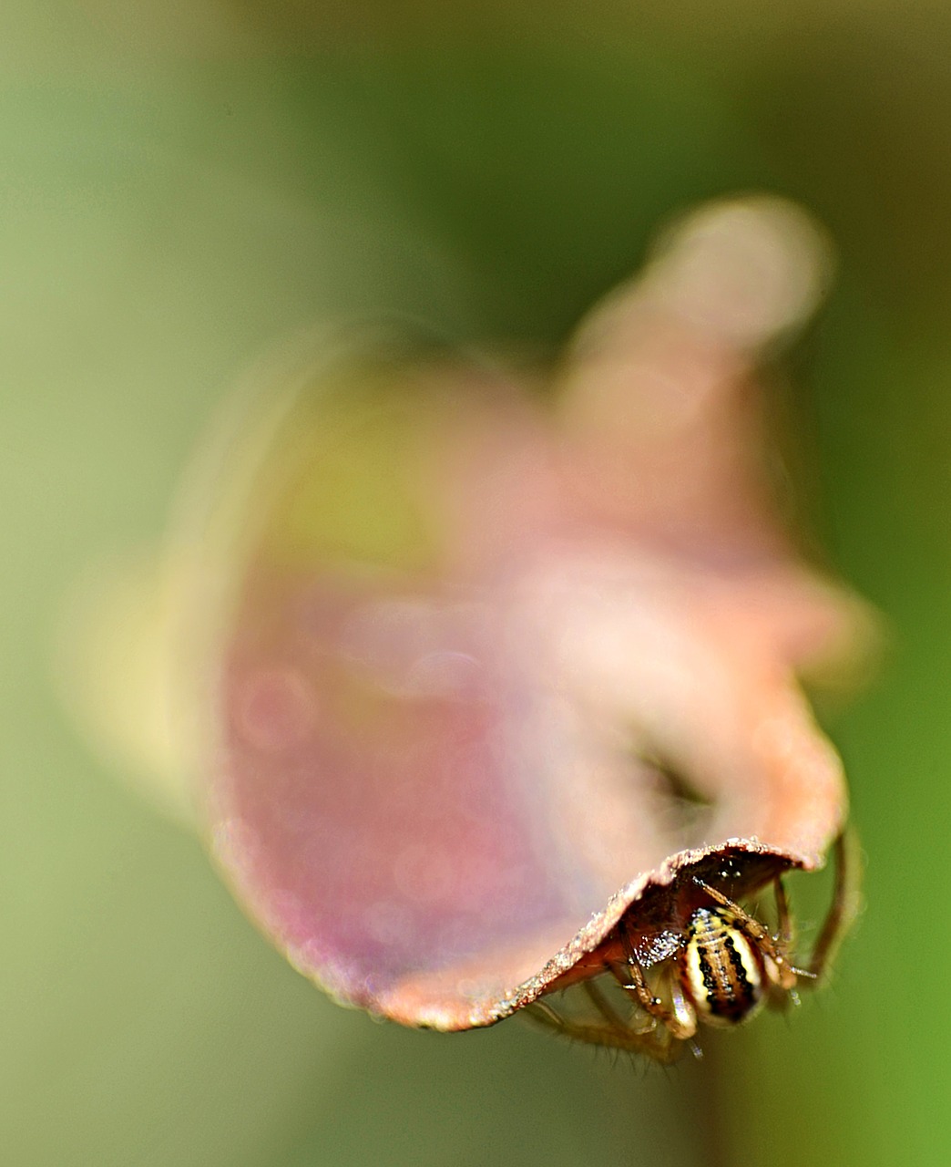 spider  brown  animal free photo