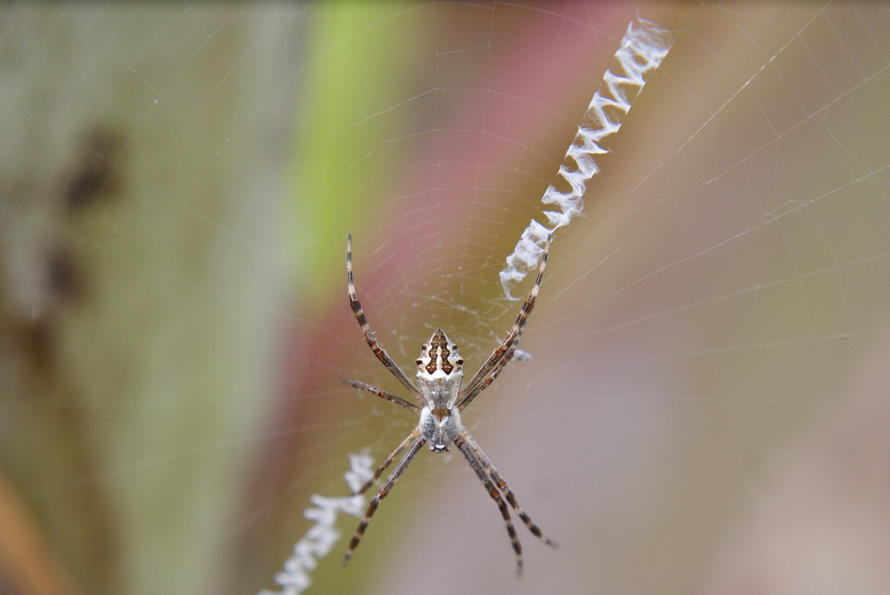 spider  insect  web free photo