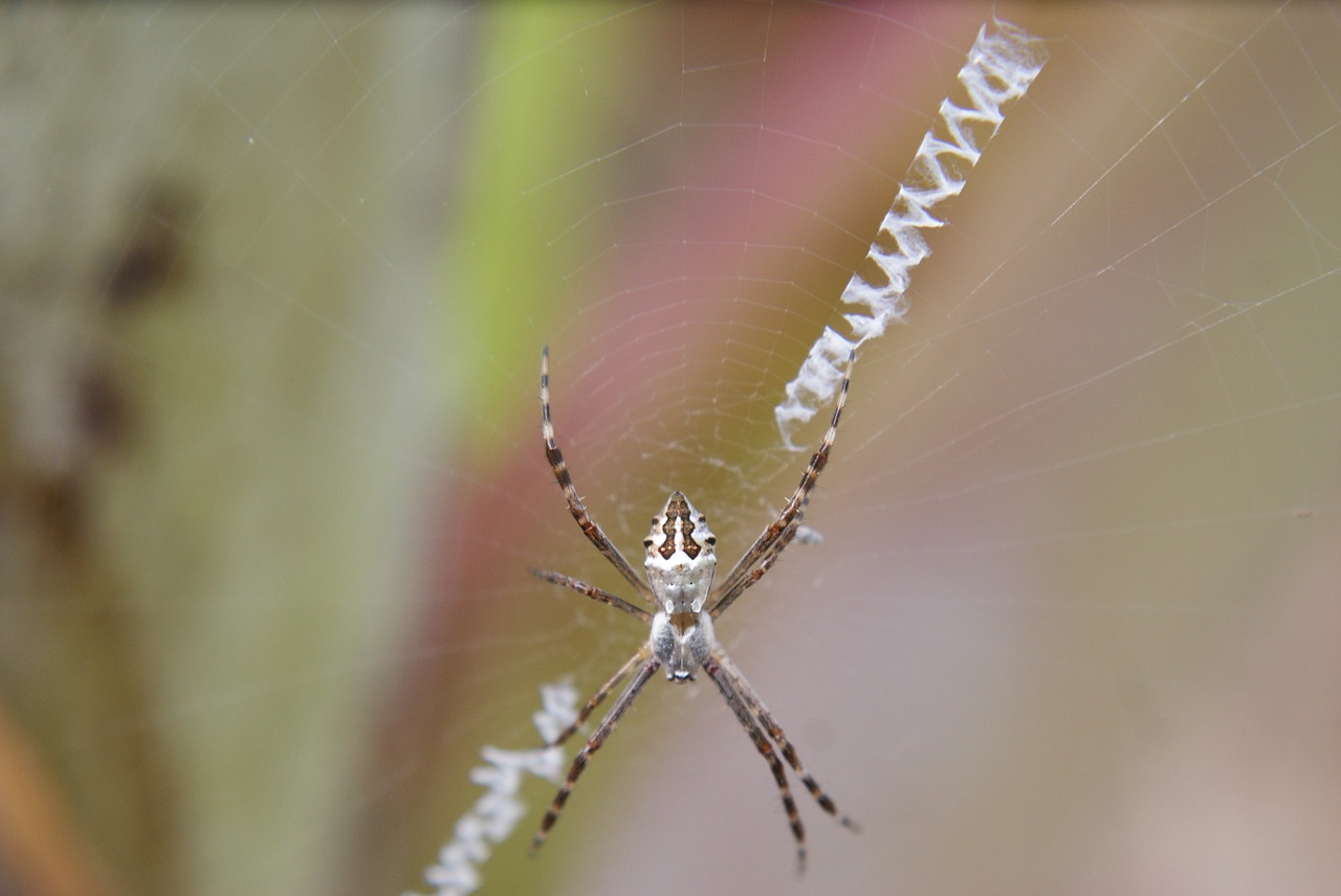 spider  insect  web free photo