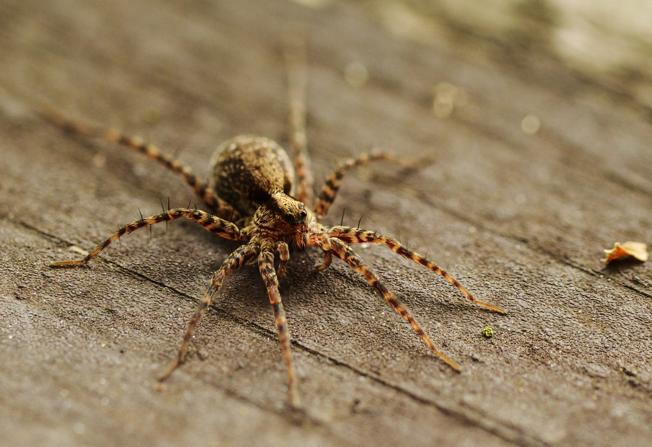 spider  macro  insect free photo