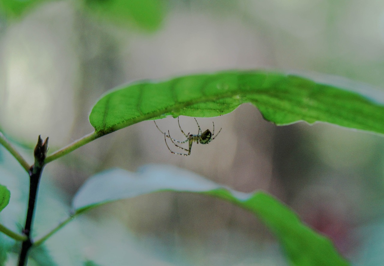 spider  sheet  plant free photo