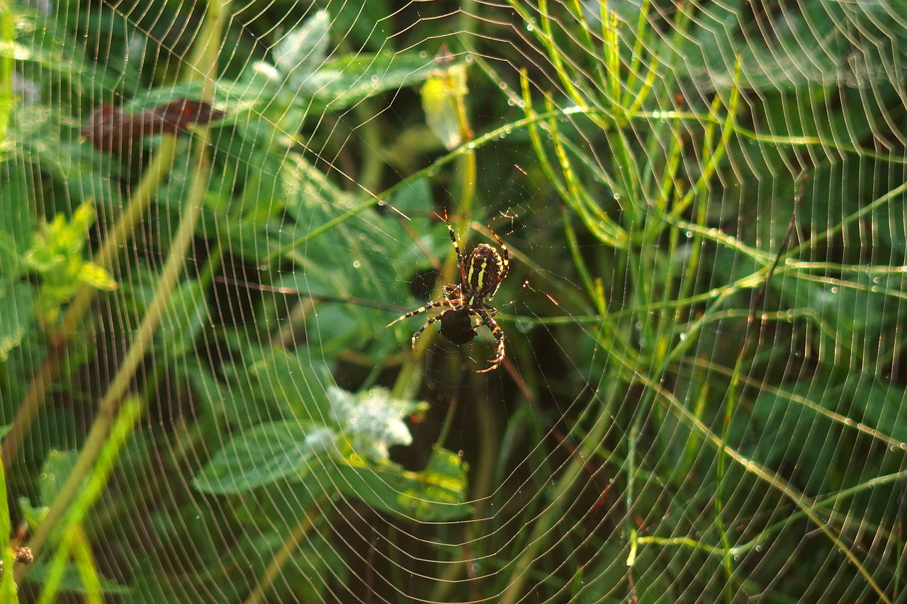spider  cobweb  green free photo