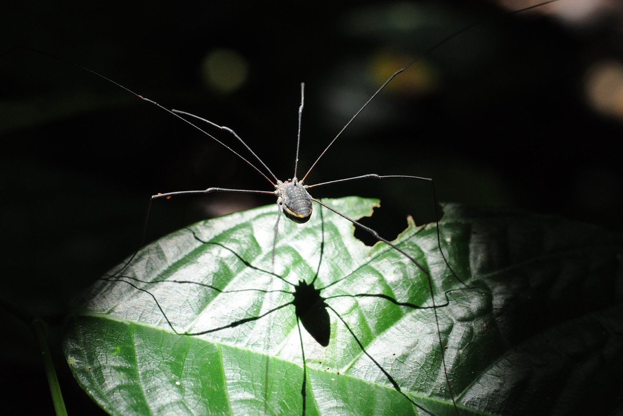 spider  leaf  shadow free photo