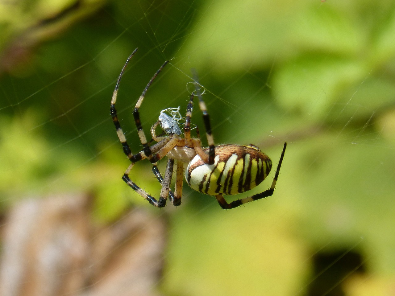 spider  spider tiger  zebraspinne free photo