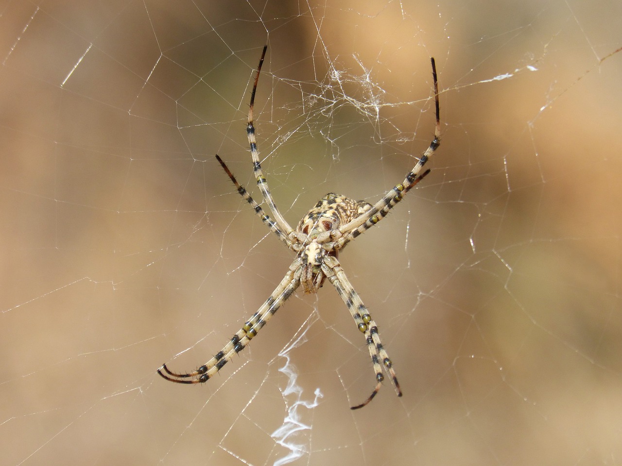 spider  arachnid  risk free photo