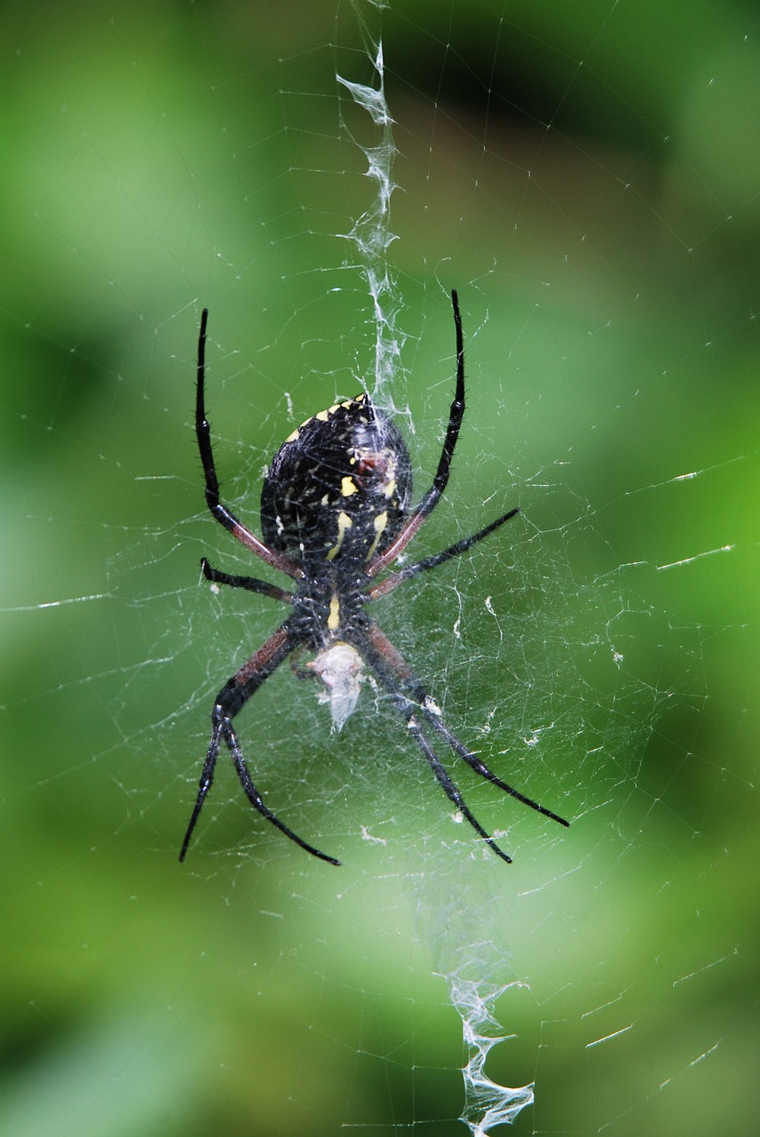 spider  web  garden free photo