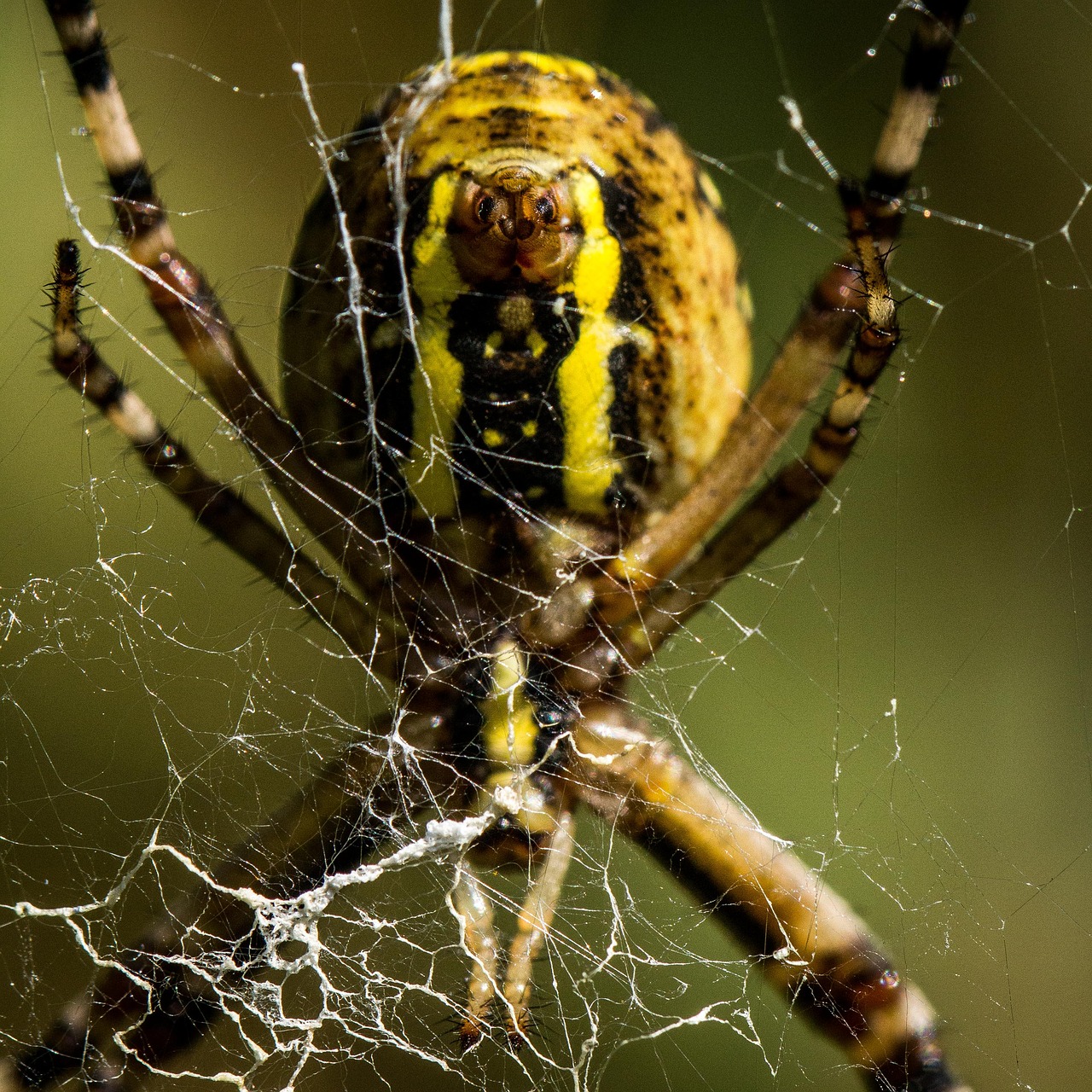 spider  animal  nature free photo