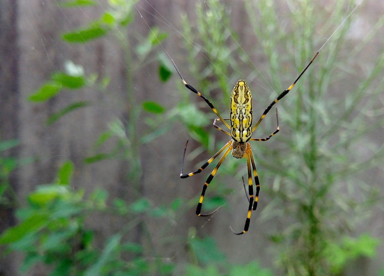 spider  insects  nature free photo