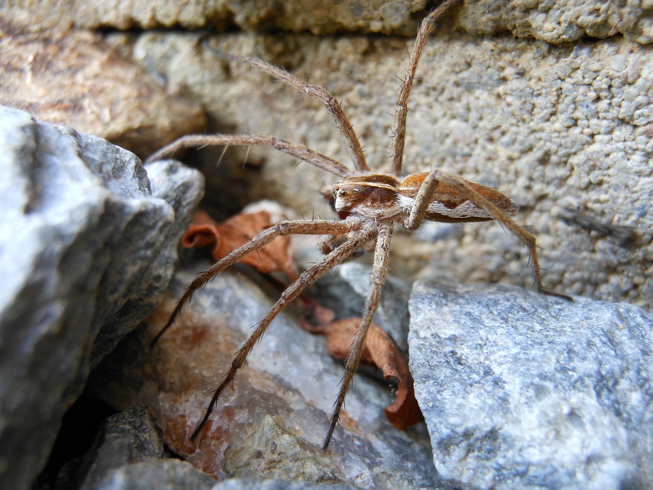 spider macro detail free photo