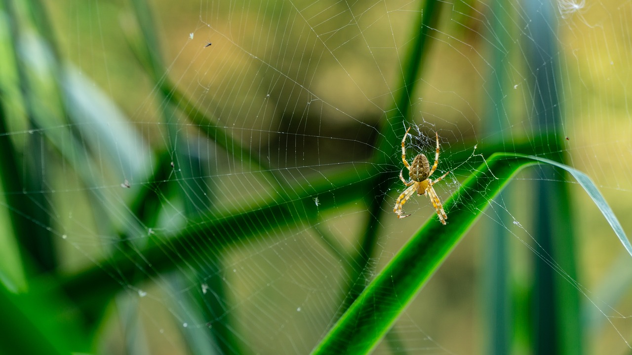 spider  hotel  cobweb free photo