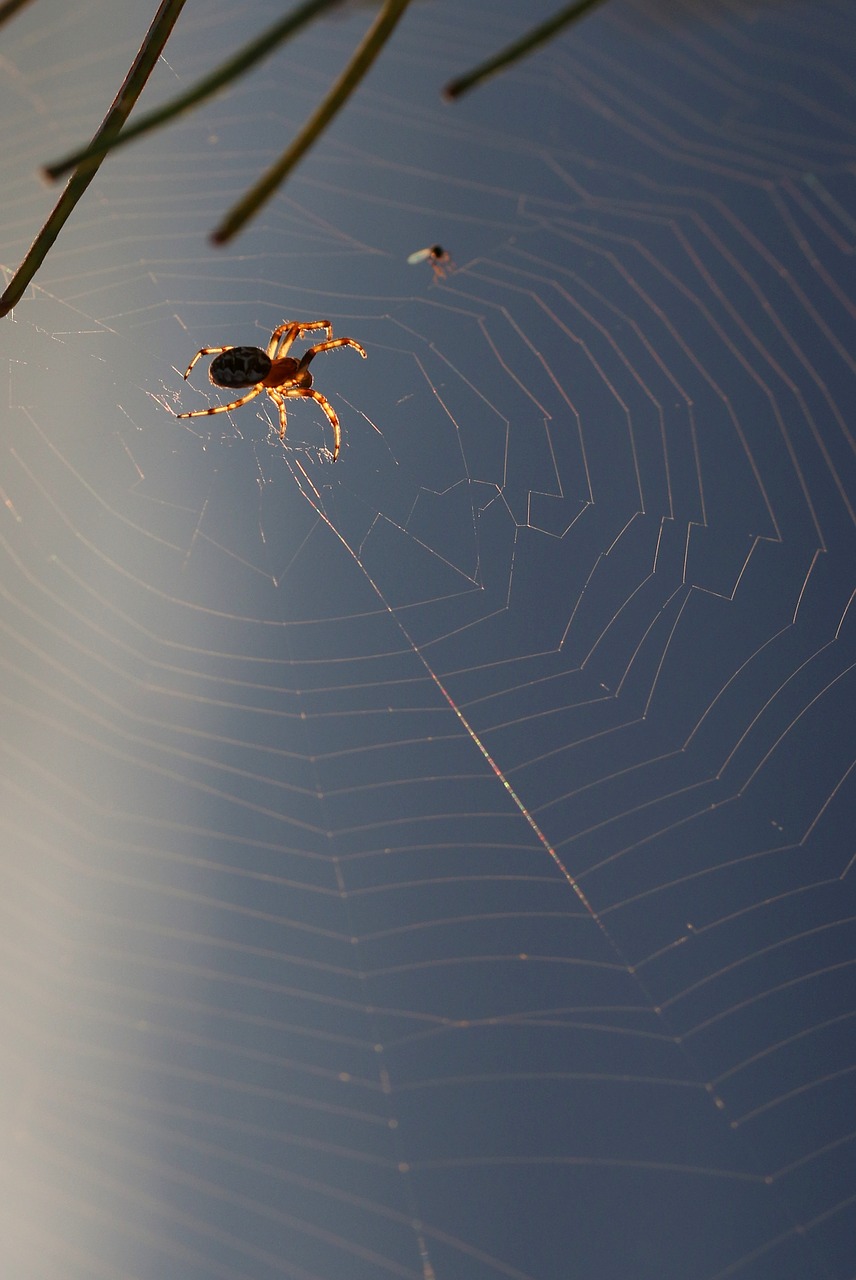 spider  spider web  trap free photo