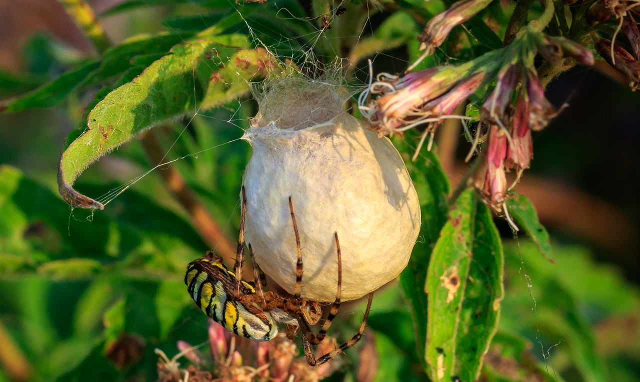 spider  thread  cocoon free photo