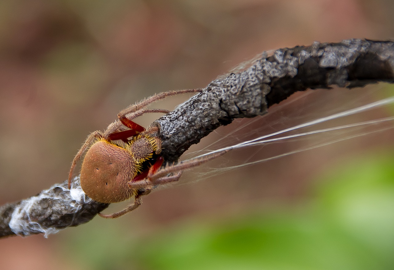 spider  garden orb weaver  araneidae eriophora free photo