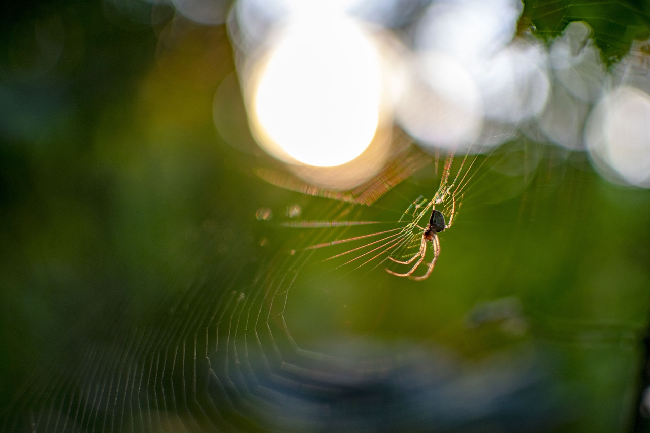 spider  web  cobweb free photo