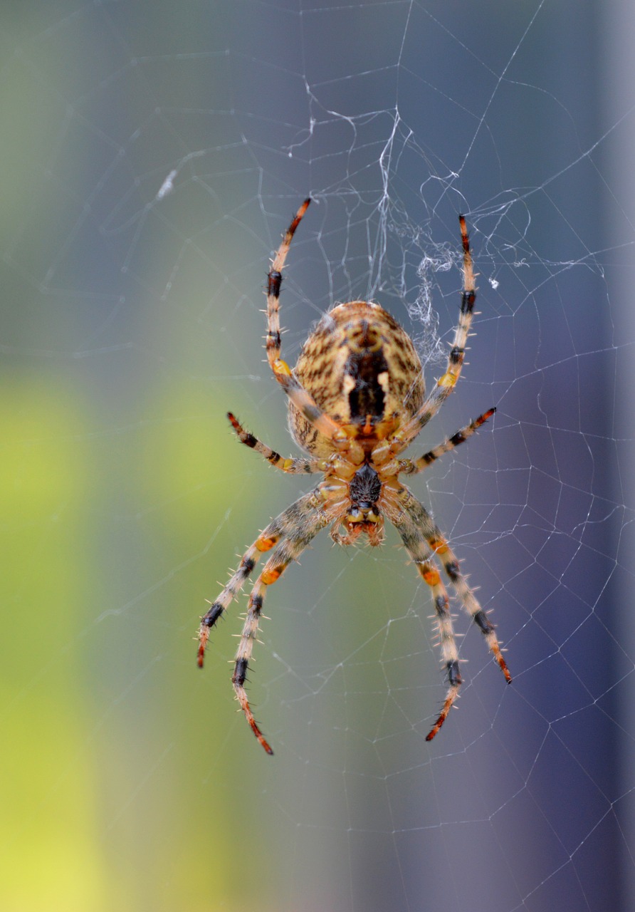 spider  cobweb  close up free photo