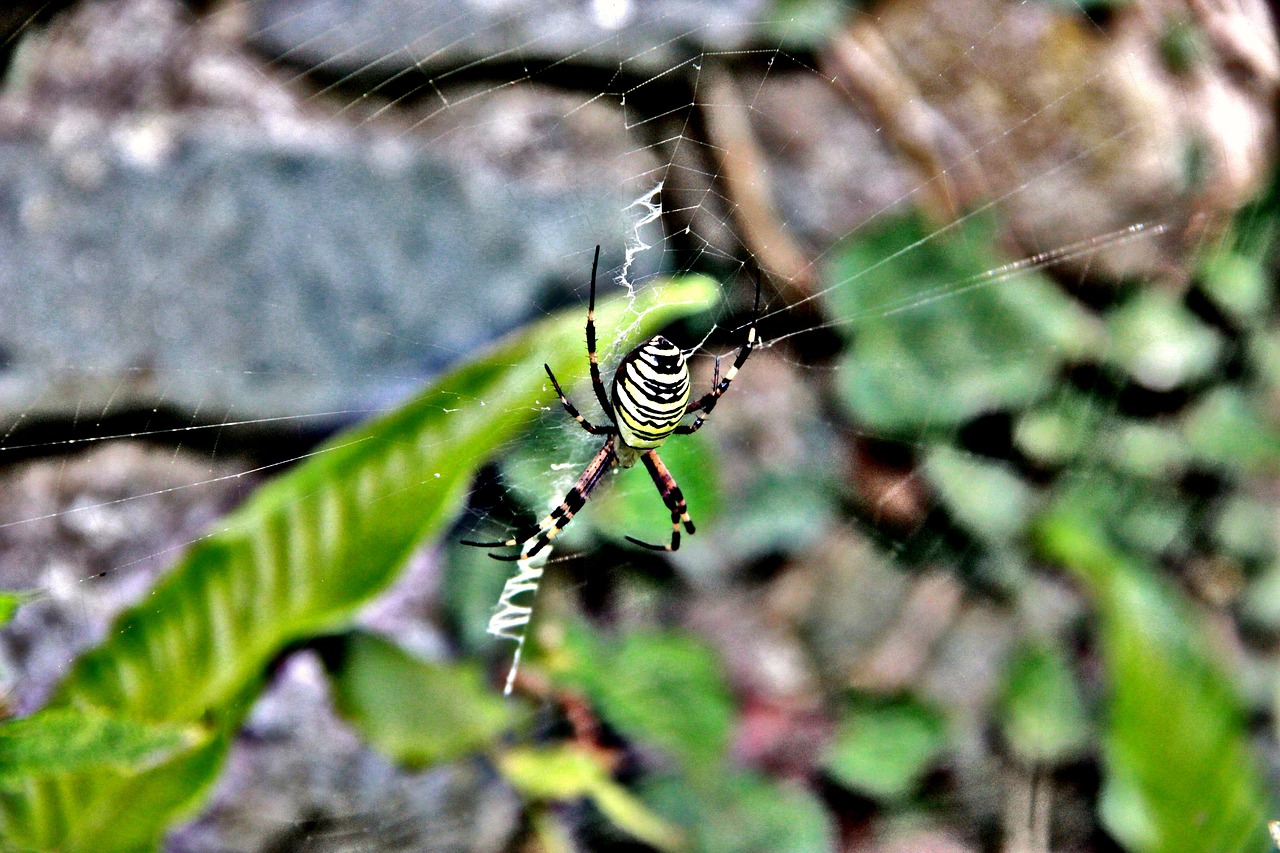 spider  insect  nature free photo