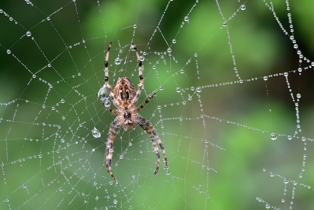 spider  cobweb  araneus free photo