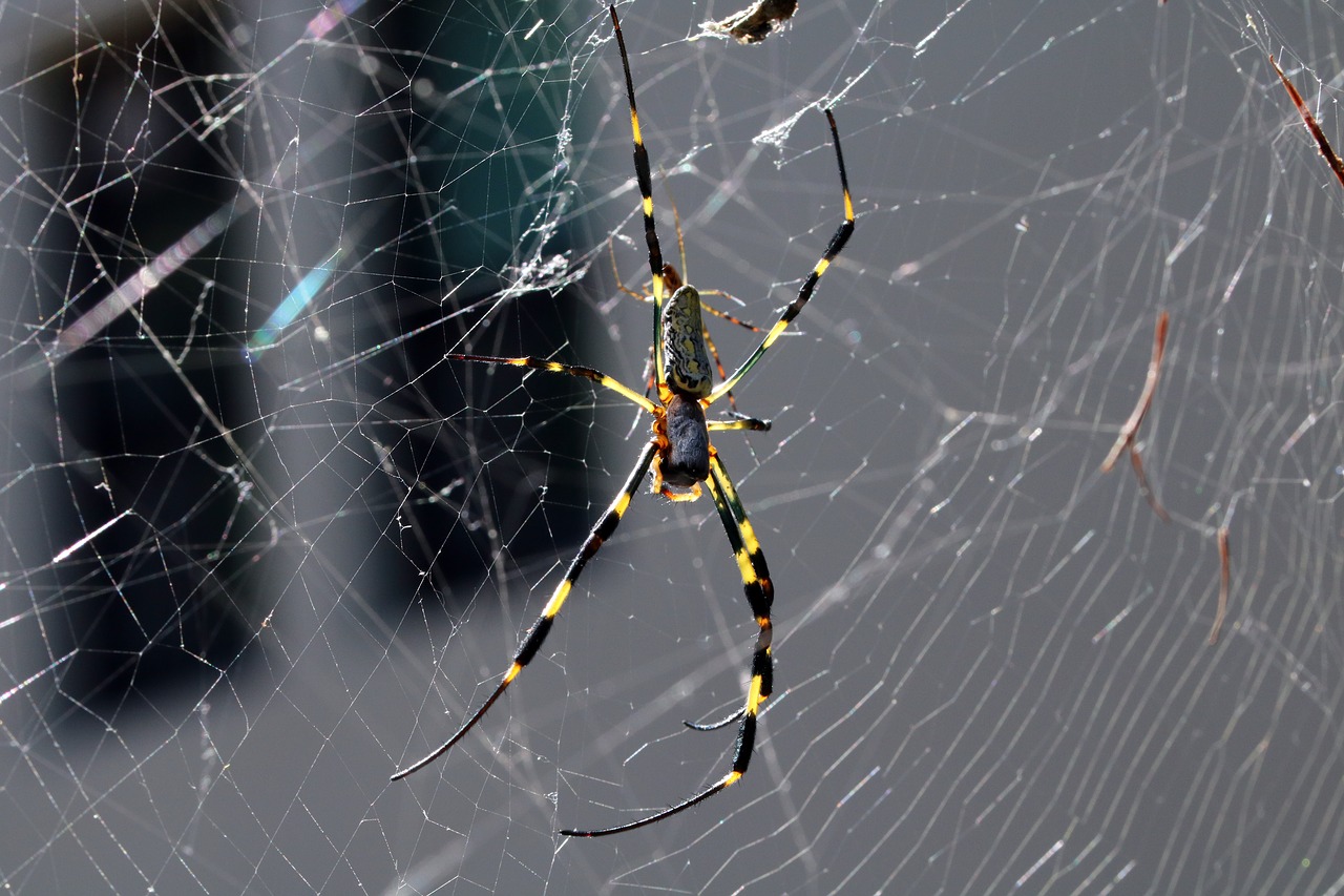 spider  spider web  nature free photo