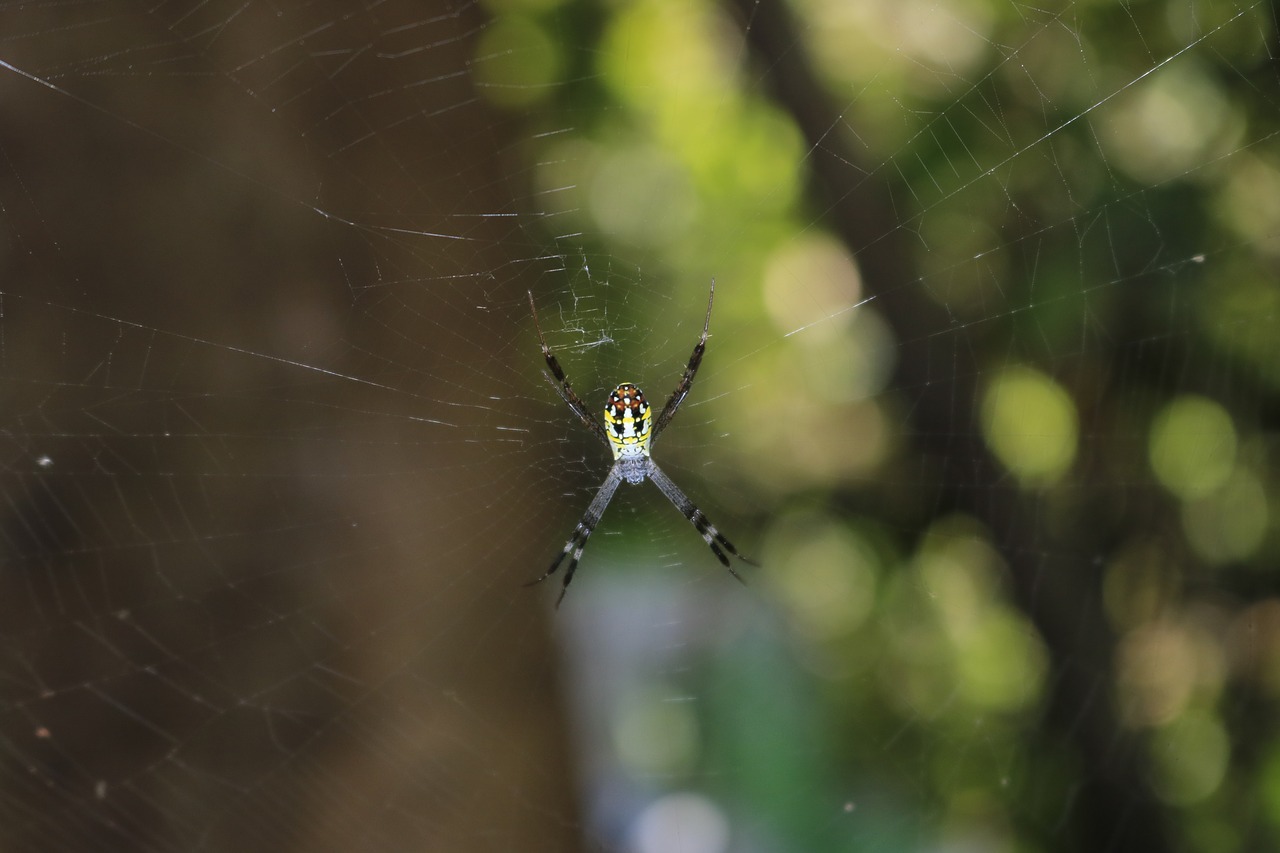 spider  sun  nature free photo