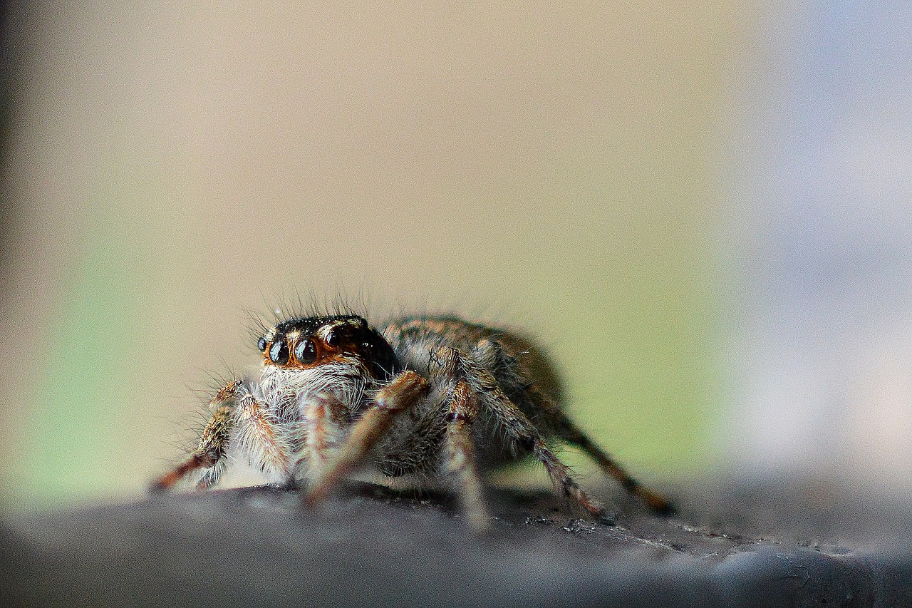 spider  nature  macro free photo