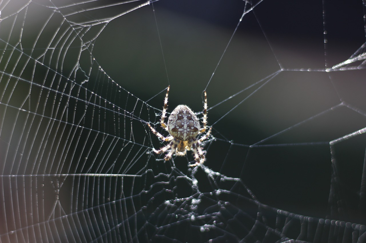 spider  nature  web free photo