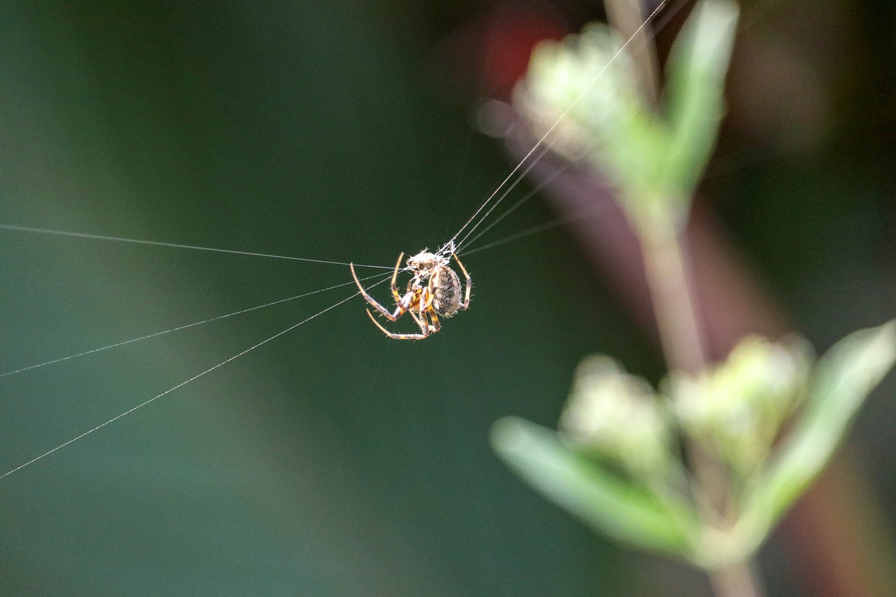 spider  web  cobweb free photo