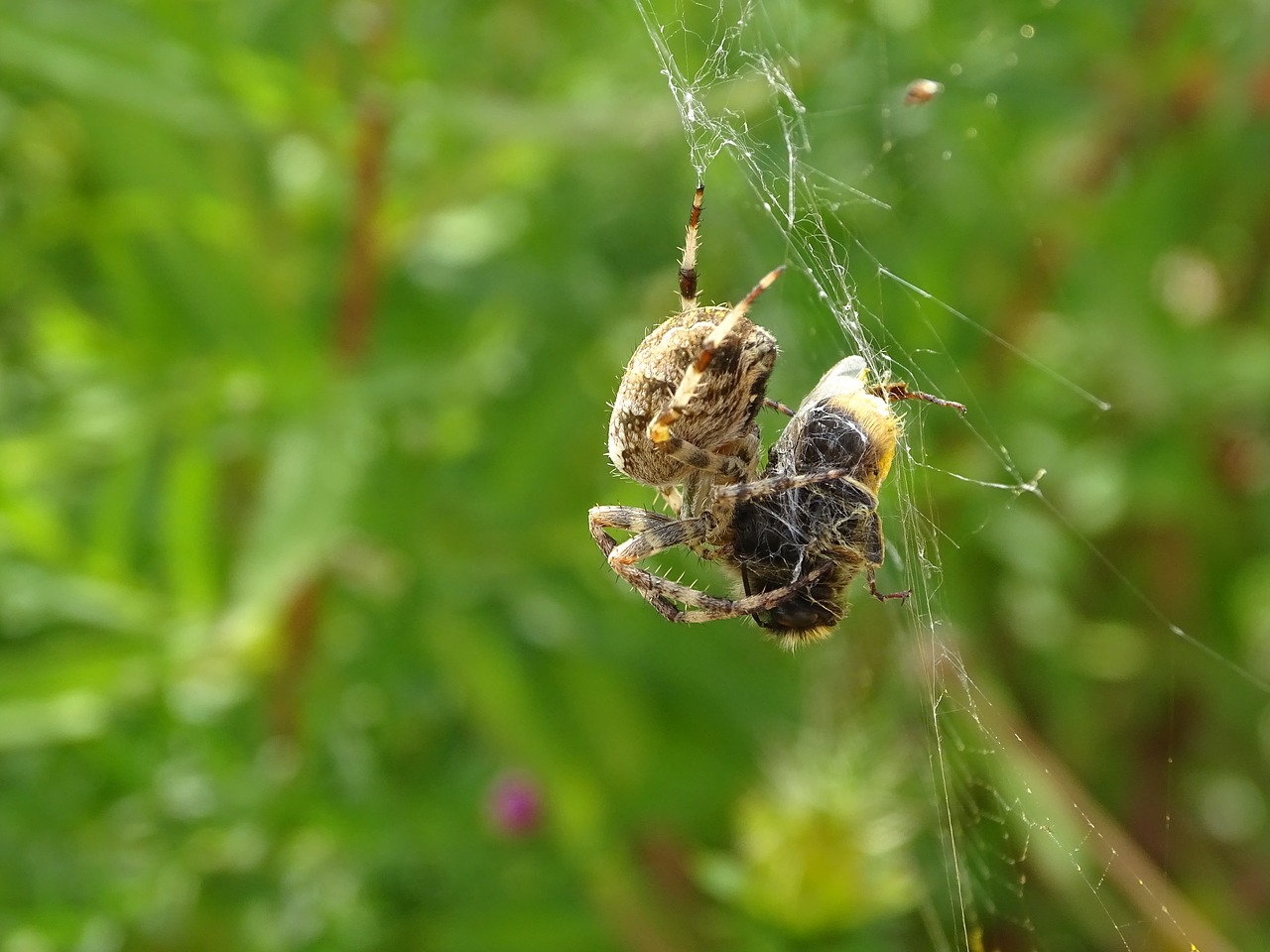 spider  nature  fauna free photo