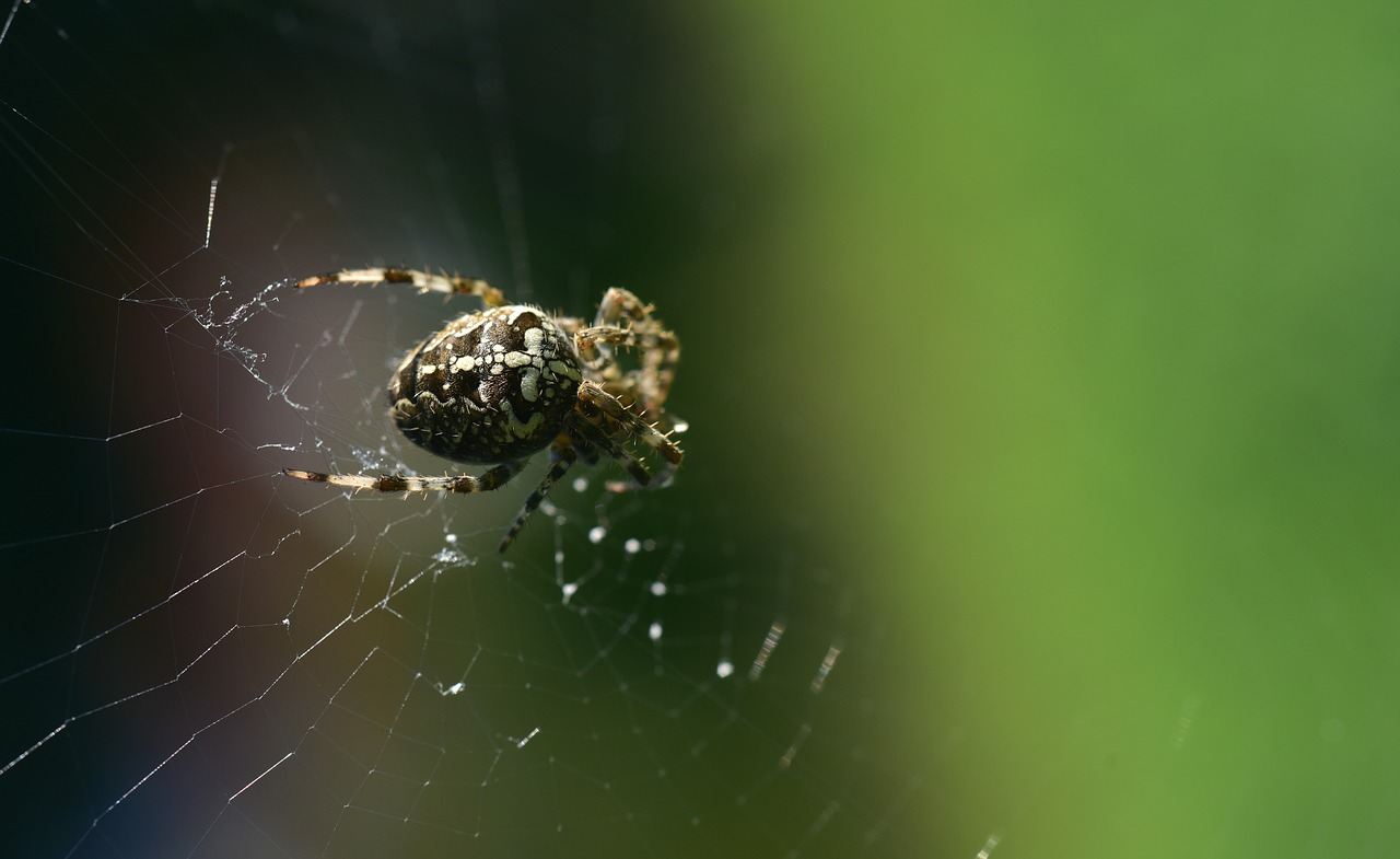 spider  araneus  cobweb free photo