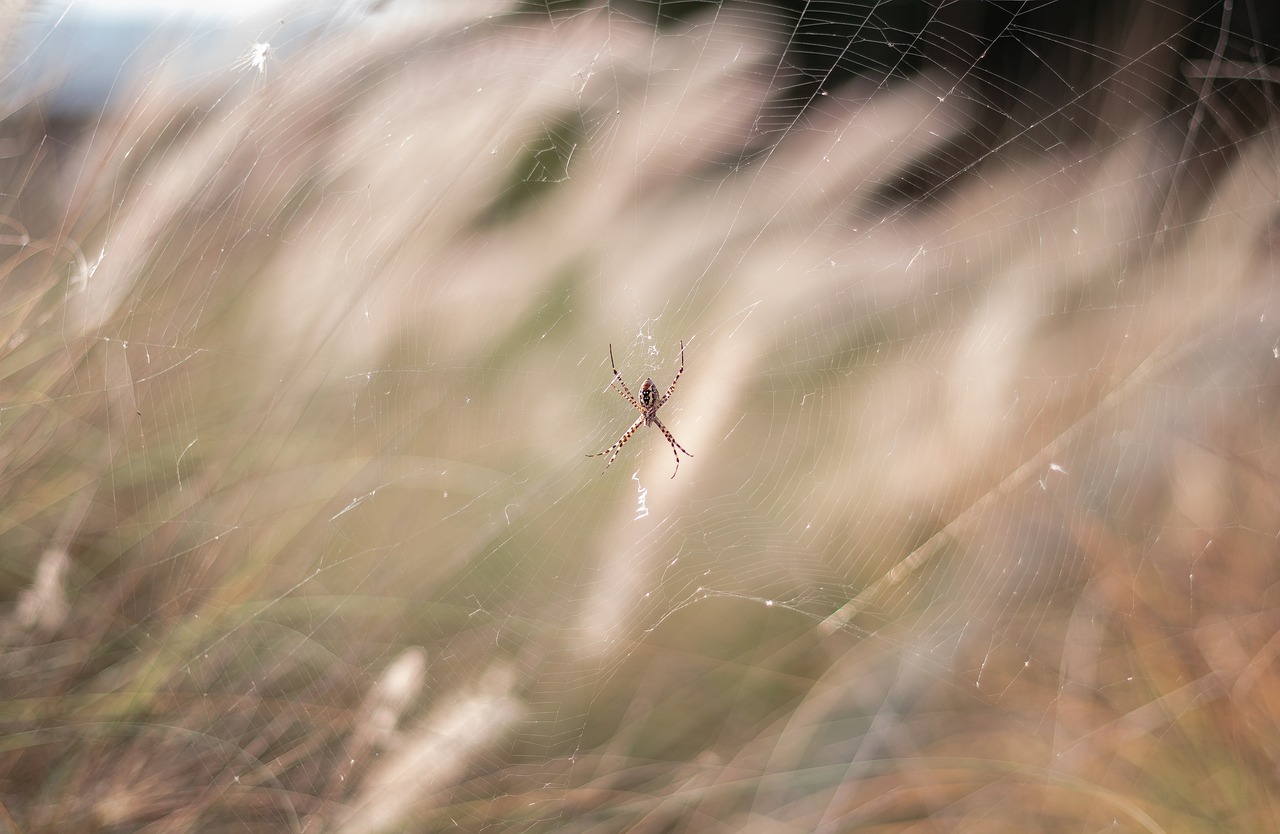 spider  nature  web free photo