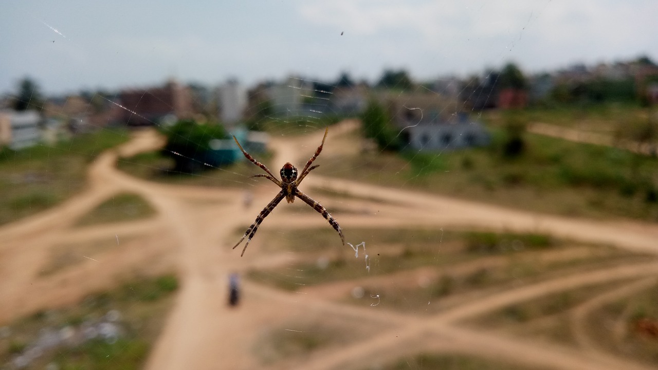 spider  insect  web free photo