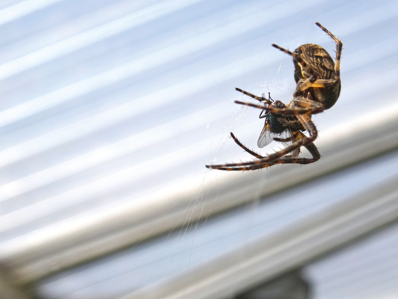 spider  spider catches fly  araneus free photo