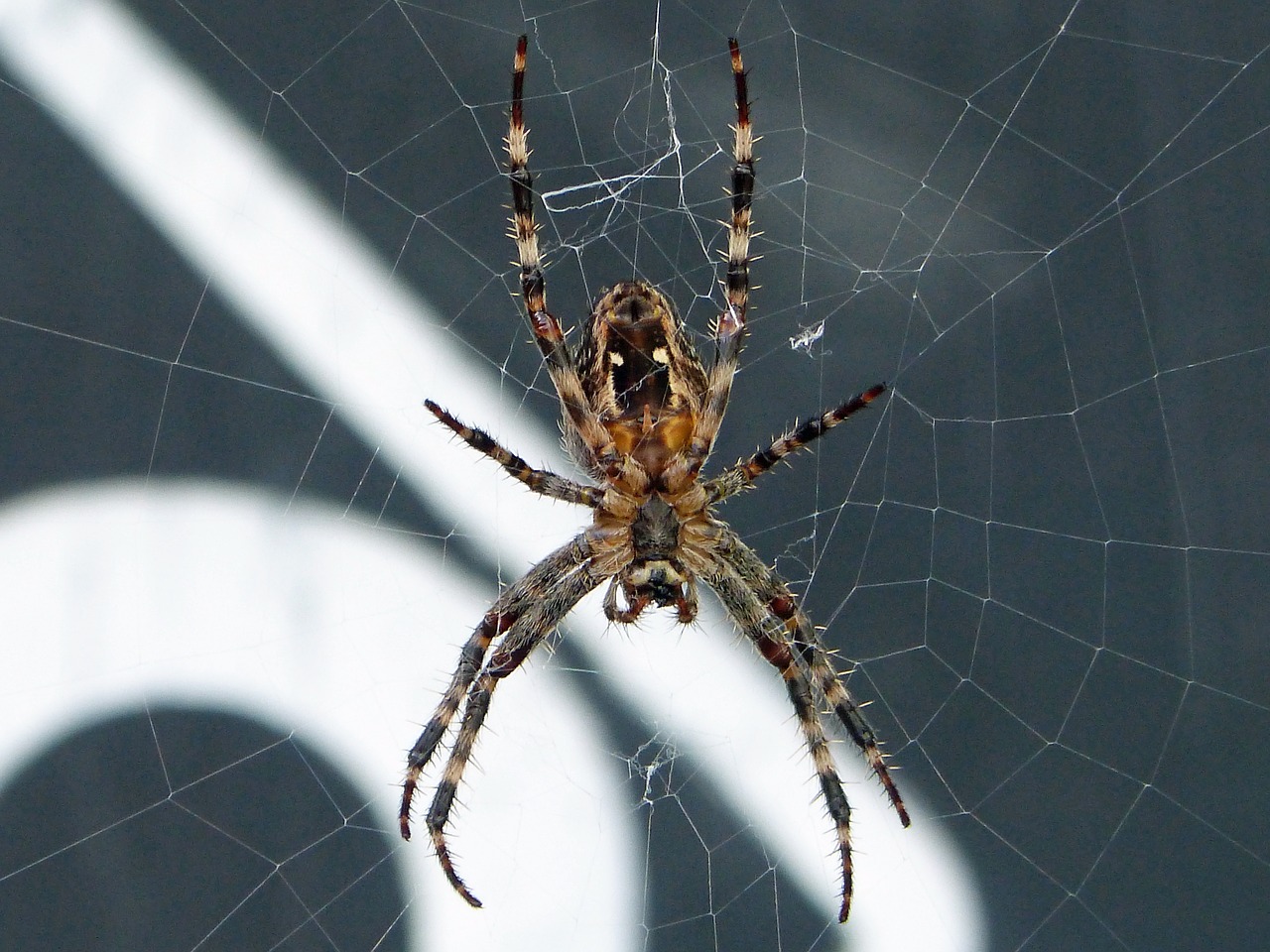 spider  web  close up free photo