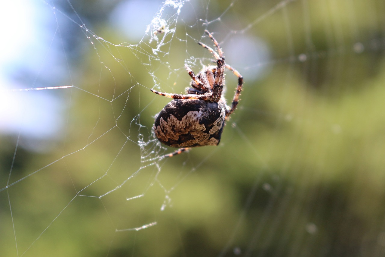 spider  araneus  close up free photo