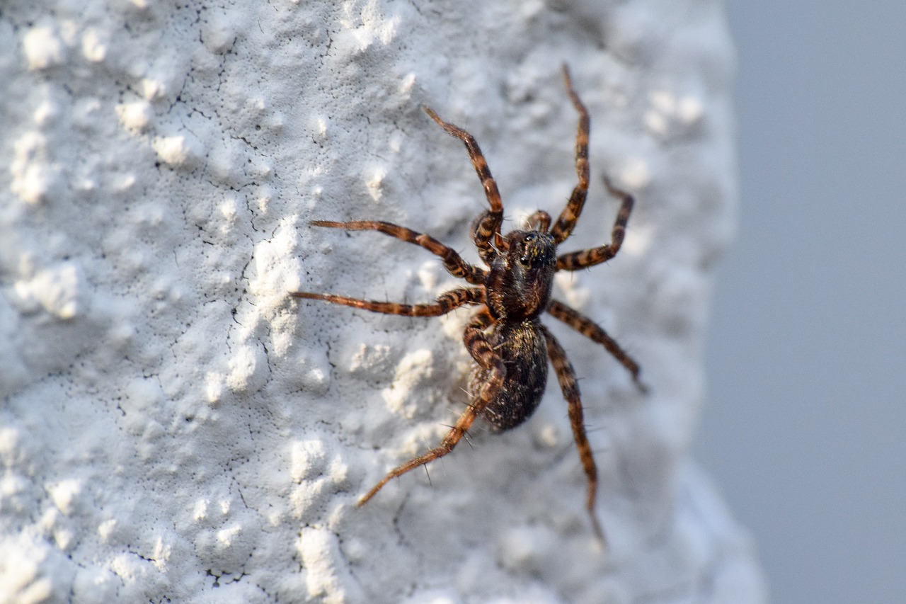 spider  eyes  closeup free photo