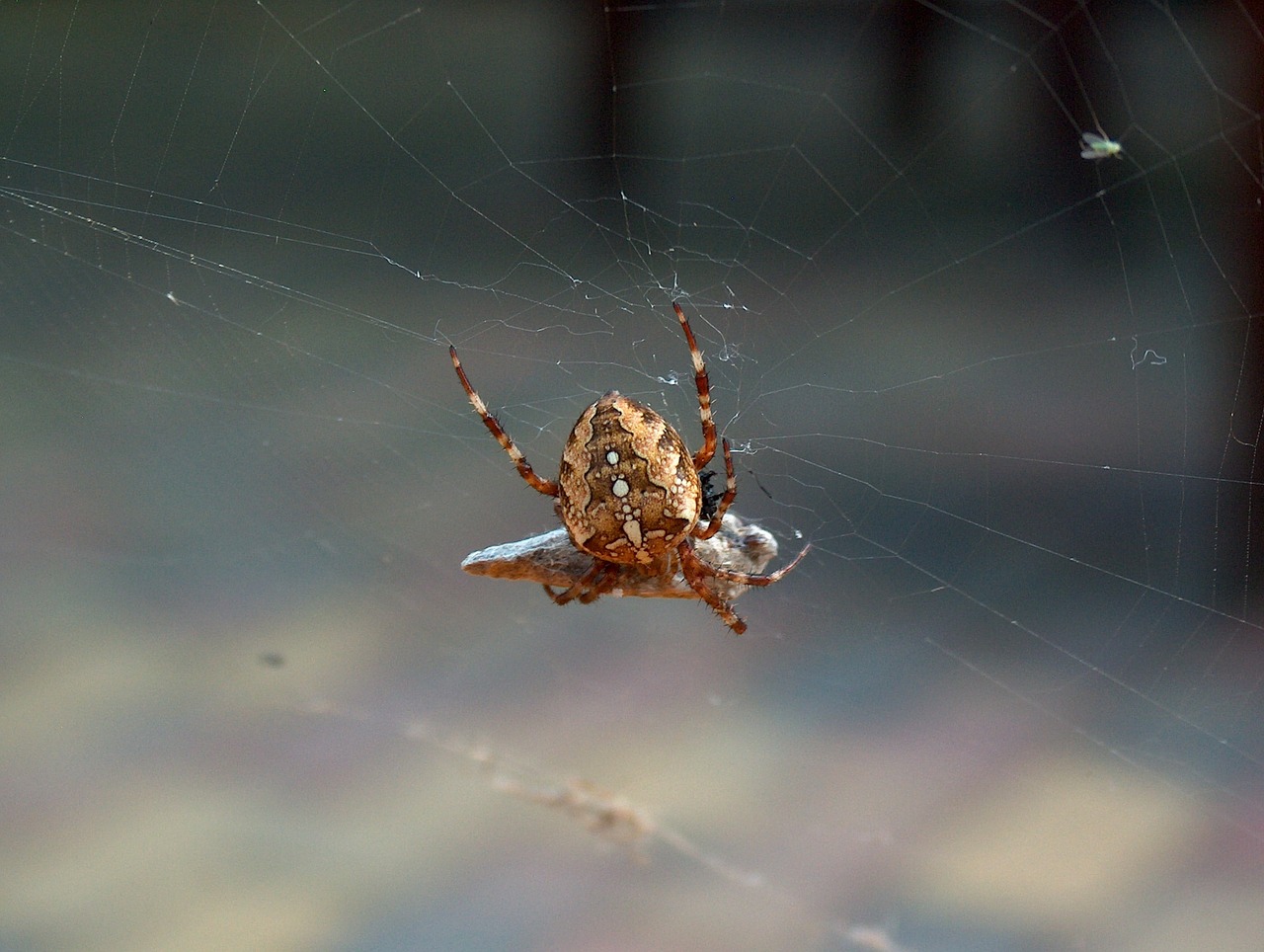 spider nature cobweb free photo