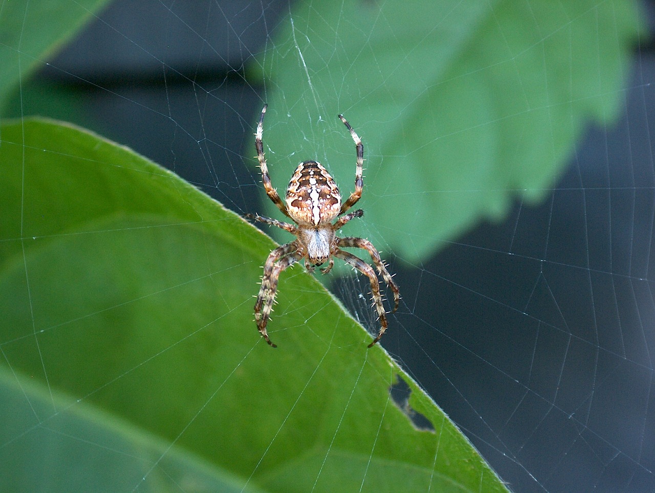 spider nature cobweb free photo